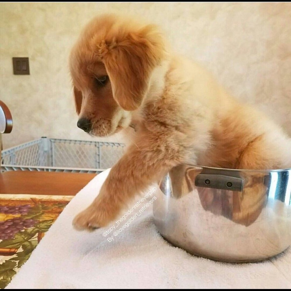 Meet your Posher, Shelby